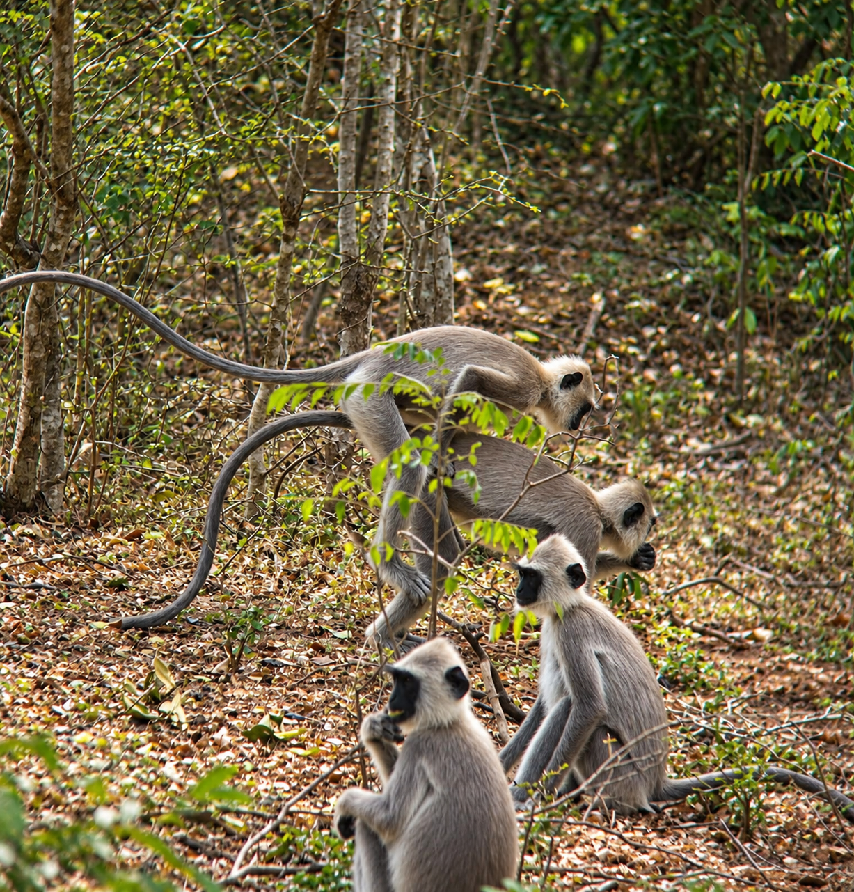 CANOPY ACROBATS